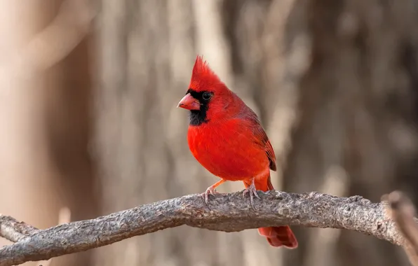 Bird, color, branch, feathers, beak, cardinal