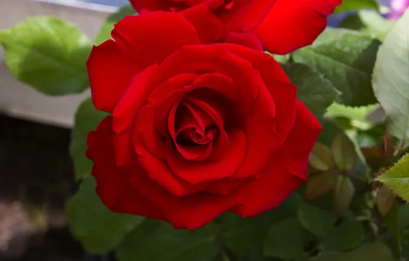 Picture leaves, macro, flowers, red, bright, roses