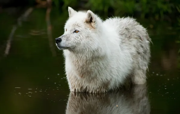 Nature, river, wolf