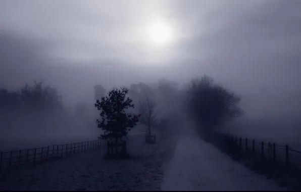 Road, trees, fog, fence