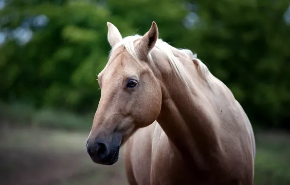 Picture nature, horse, beauty