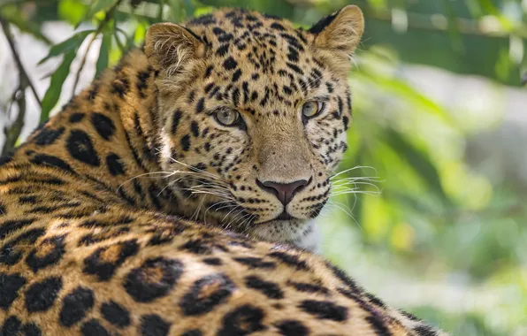 Picture cat, leopard, Amur, ©Tambako The Jaguar