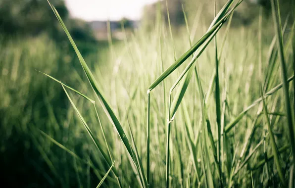 Picture greens, grass, macro, leaf