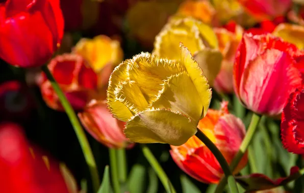 Flowers, spring, Tulips