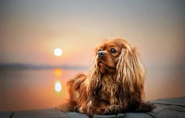 The sun, sunset, nature, animal, dog, dog, Ekaterina Kikot