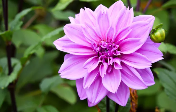 Flower, macro, background, pink, lilac, Dahlia