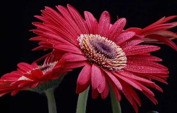 Picture flower, drops, macro, red, gerbera