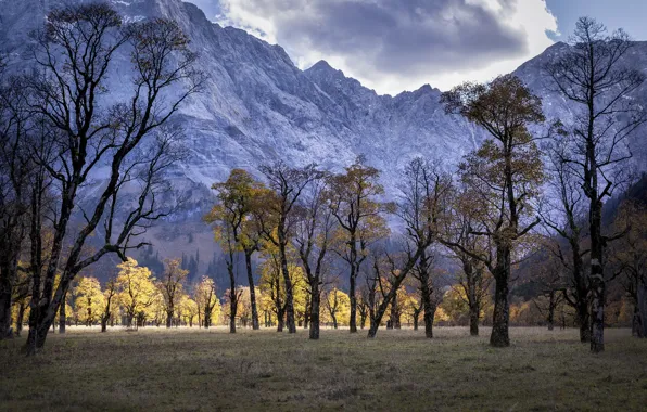 Picture trees, mountains, nature