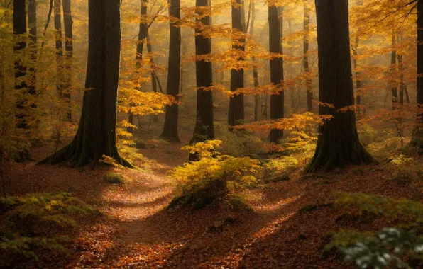 Autumn, forest, the sun, rays, light, trees, branches, nature