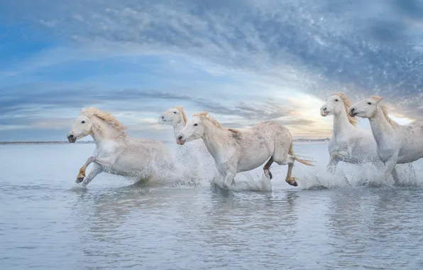 The sky, clouds, squirt, blue, shore, horses, morning, horse