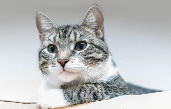 Cat, cat, portrait