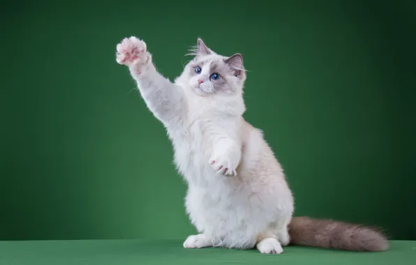 Cat, white, cat, look, pose, kitty, paw, muzzle