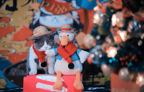 Cat, look, pose, kitty, box, bird, toy, cat