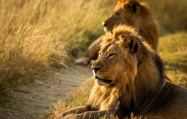 Field, face, Leo, lions