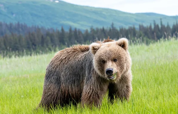 Field, forest, grass, look, mountains, glade, bear, bear