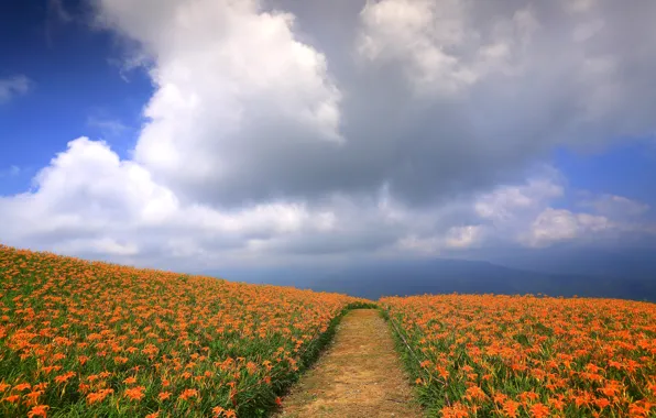 Field, the sky, clouds, flowers, Lily, track, Asia, orange