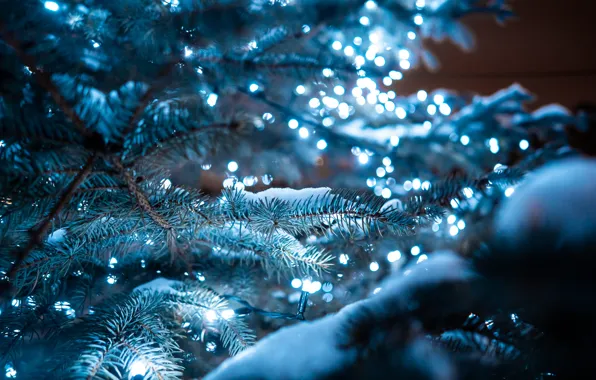 Picture new year, spruce, Christmas, needles