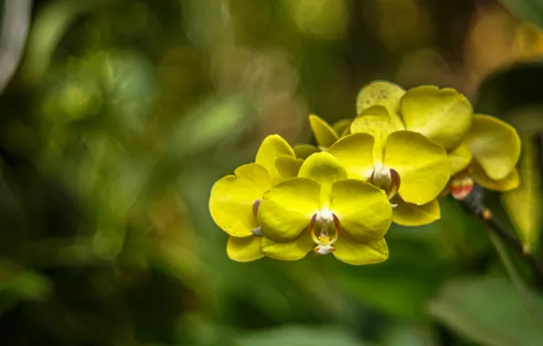 Macro, flowers, yellow, Orchid, Wallpaper from lolita777