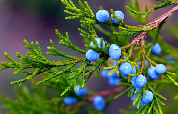 Autumn, drops, macro, nature, berries, plant, branch, fruit