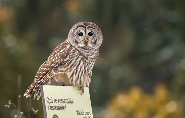 Look, nature, letters, background, the inscription, owl, bird, plate