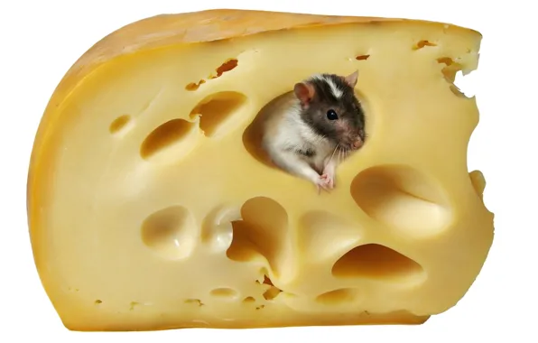 Mouse, cheese, white background, rat