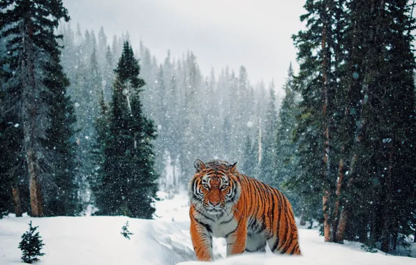 Picture winter, forest, snow, tiger, ate, walk