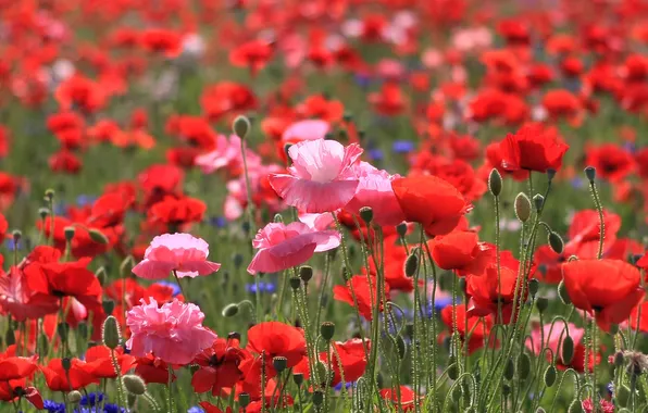 Summer, flowers, Maki, meadow, red, pink, a lot, bokeh