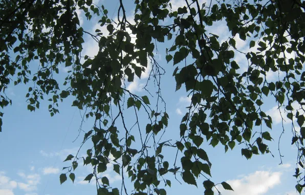 The sky, clouds, branches, nature, Spring, the air, may, birch