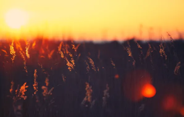 Field, color, the sun, rays, light, sunset, background, Wallpaper