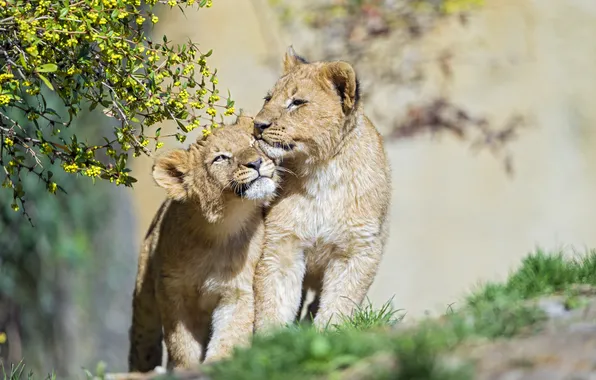 Picture cat, grass, the sun, branch, pair, cub, kitty, the cubs