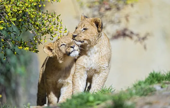 Cat, grass, the sun, branch, pair, cub, kitty, the cubs