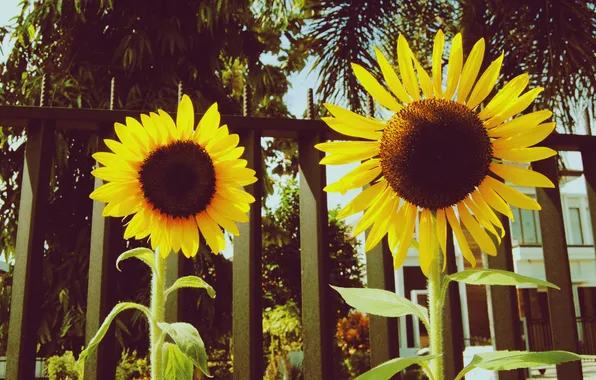 Picture sunflowers, flowers, the fence, fence, yellow, petals