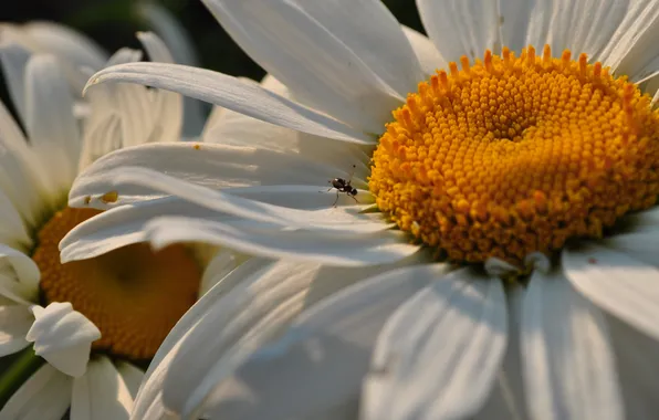 Picture flowers, chamomile, plants, Daisy