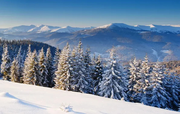 Picture winter, snow, landscape, mountains, nature, photo, spruce