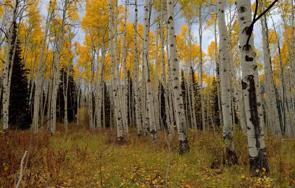 Autumn, birch, grove