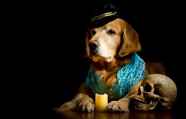 Skull, portrait, candle, dog, hat, costume, black background, Golden
