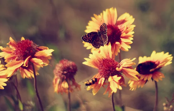 Picture summer, butterfly, heat, Flowers, marigolds, vintage