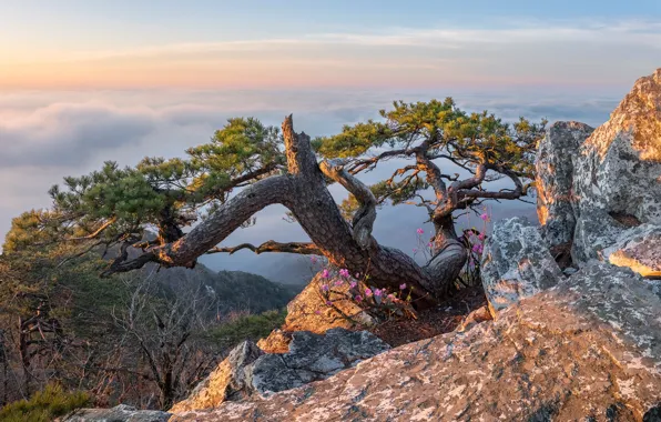 Clouds, landscape, mountains, nature, tree, spring, flowering, pine