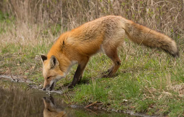 Grass, nature, Fox, profile, drink, pond, Fox
