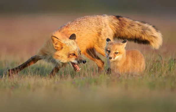 Picture pose, glade, baby, mouth, Fox, Fox, a couple, mom