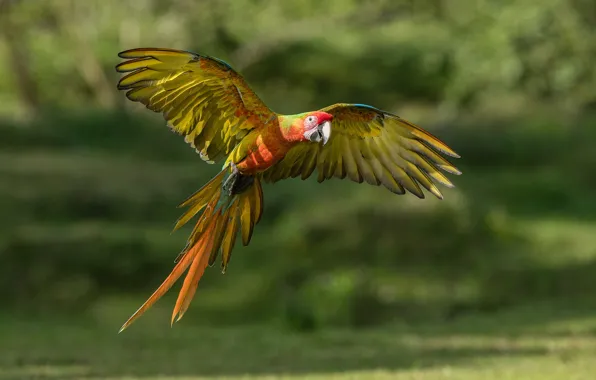 Flight, nature, background, bird, wings, parrot, flies, bokeh