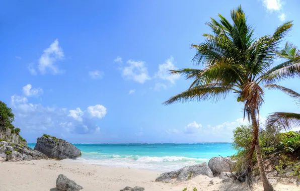 Picture sand, sea, wave, beach, nature, palm trees, rocks