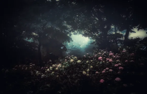 Picture flowers, fog, the darkness