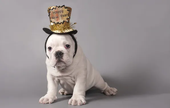 White, look, pose, the inscription, legs, dog, hat, baby