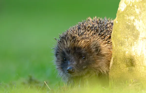 Grass, look, nature, stone, muzzle, hedgehog, green background, hedgehog