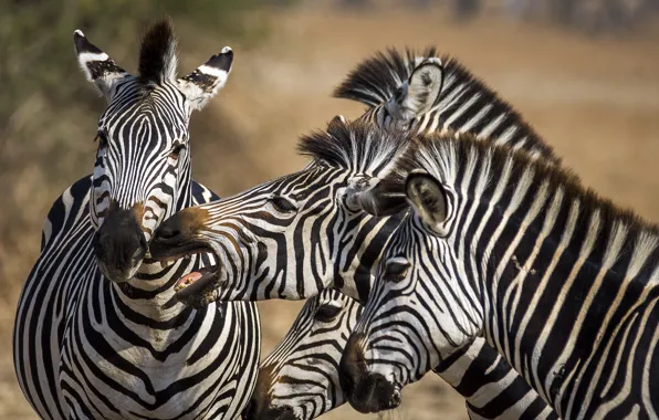 Nature, Africa, Zebra