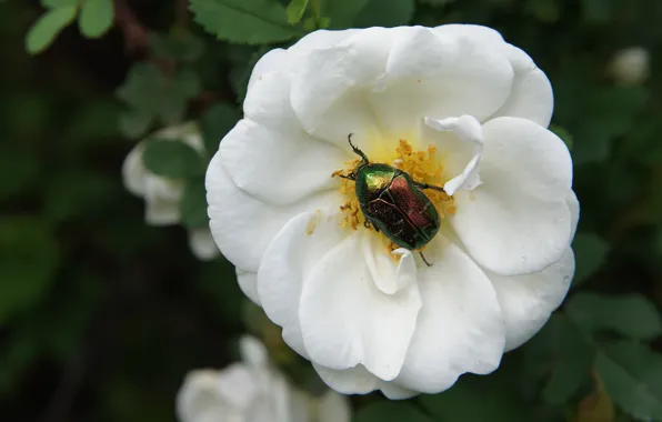White, flower, leaves, green, the dark background, Bush, beetle, briar