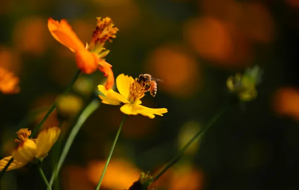 Picture flowers, bee, background, kosmeya