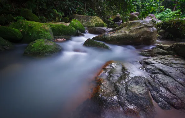 Trees, river, stream, stones