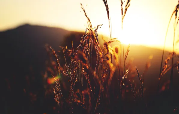 The sun, sunset, ears